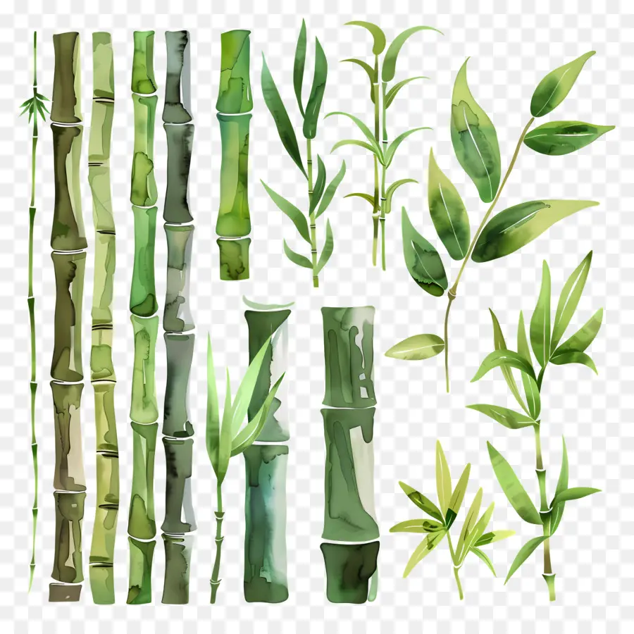 Bamboo，акварель PNG