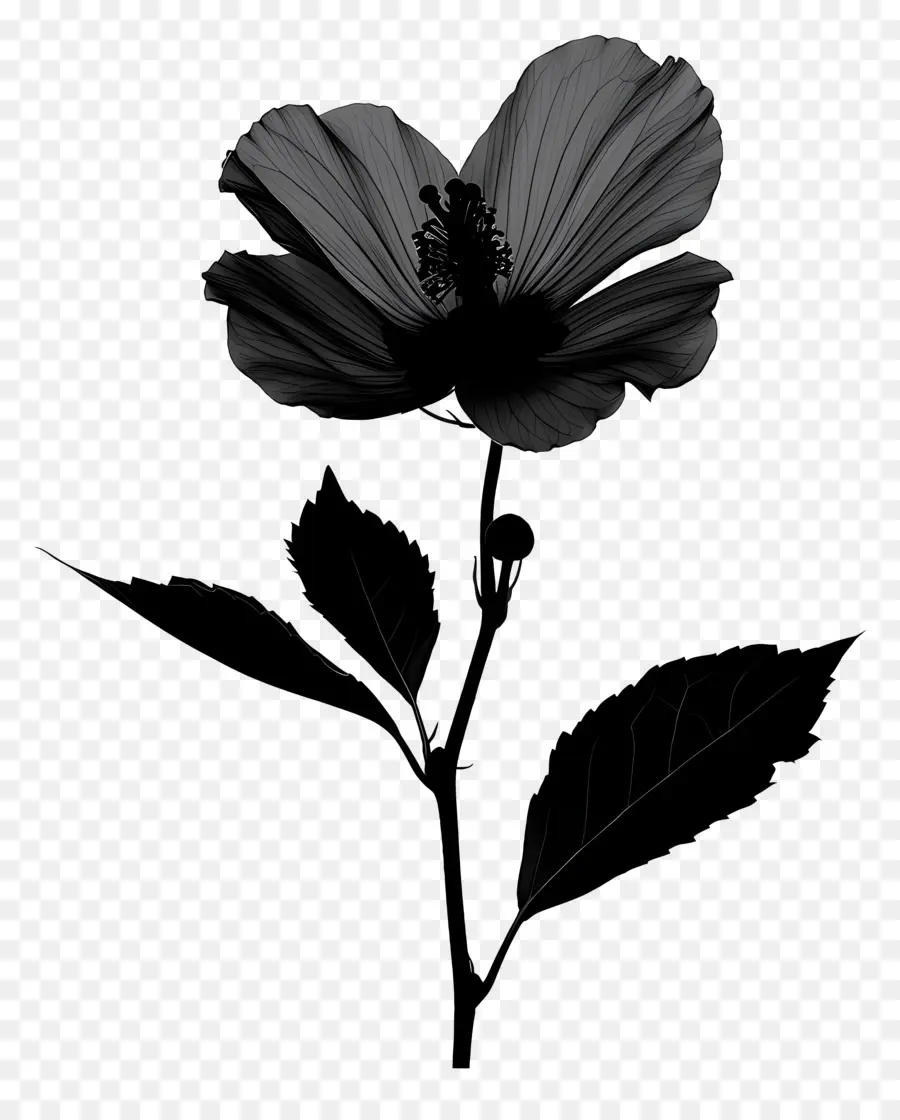 цветок силуэт，черный цветок PNG