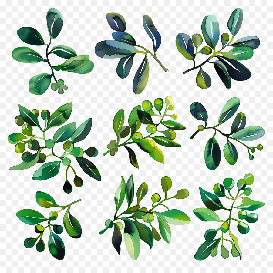 Омела，зеленые листья PNG