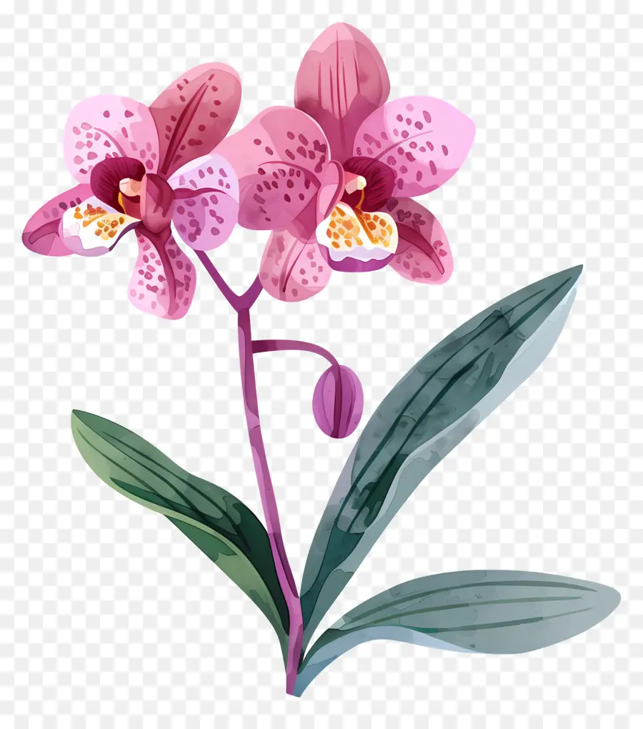 орхидея，розовые орхидеи PNG