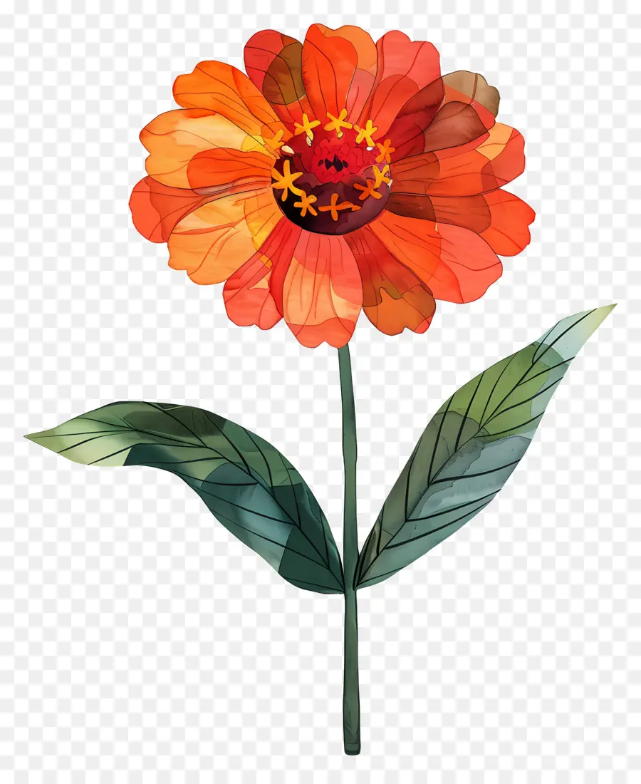 Цинния，оранжевый цветок PNG