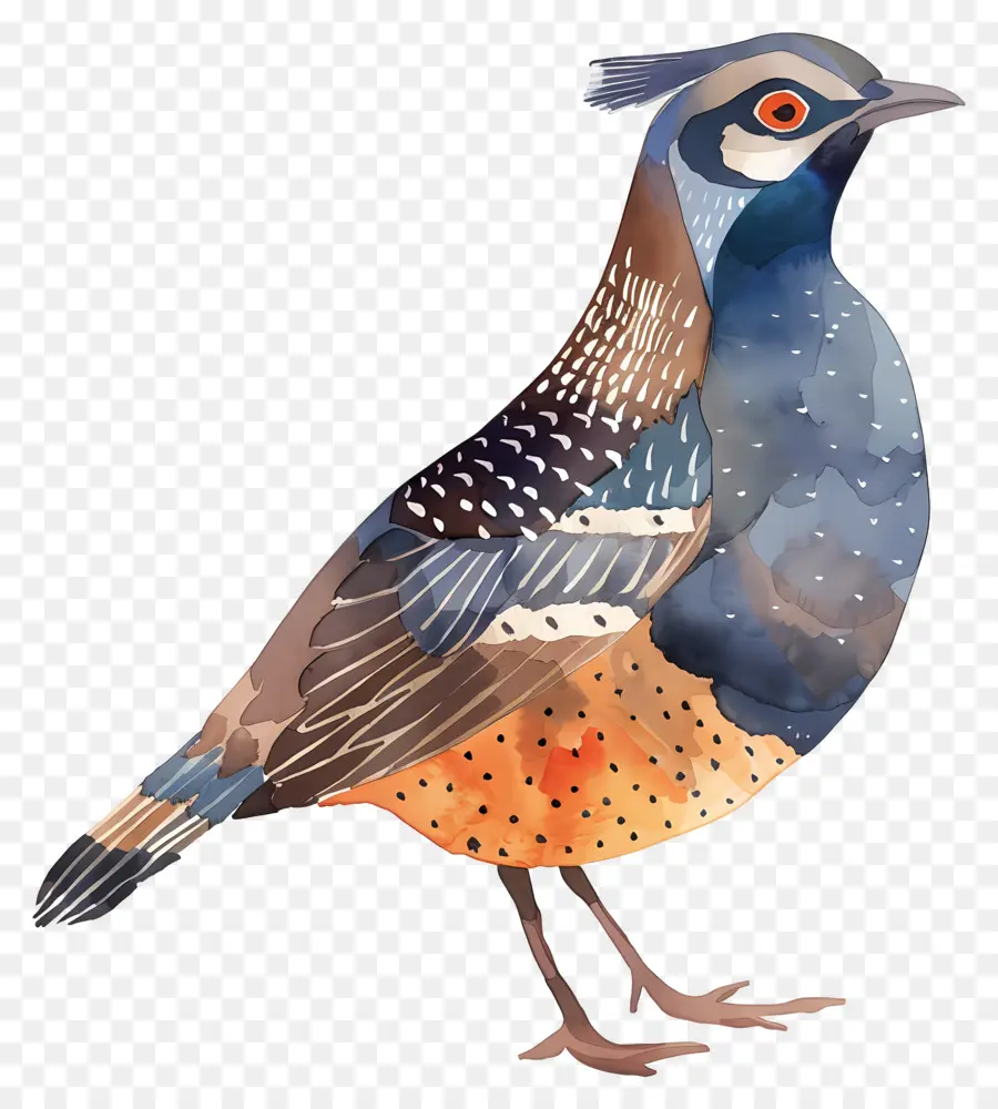 Перепела，иллюстрации птиц  PNG