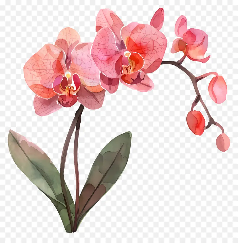 орхидея，розовые орхидеи PNG