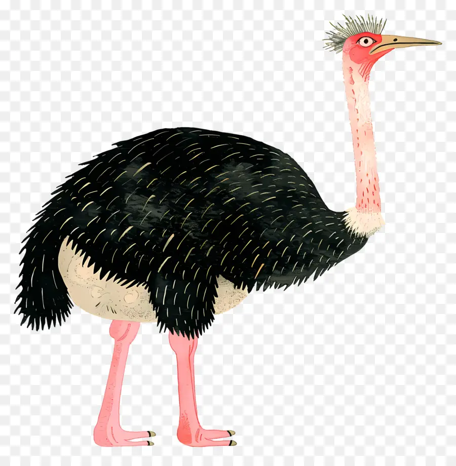 страусиная，Птица PNG