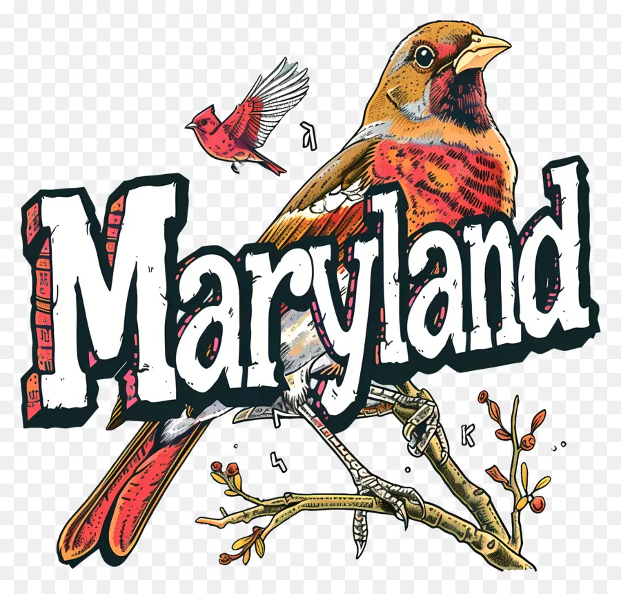Мэриленд，красный кардинал птица PNG