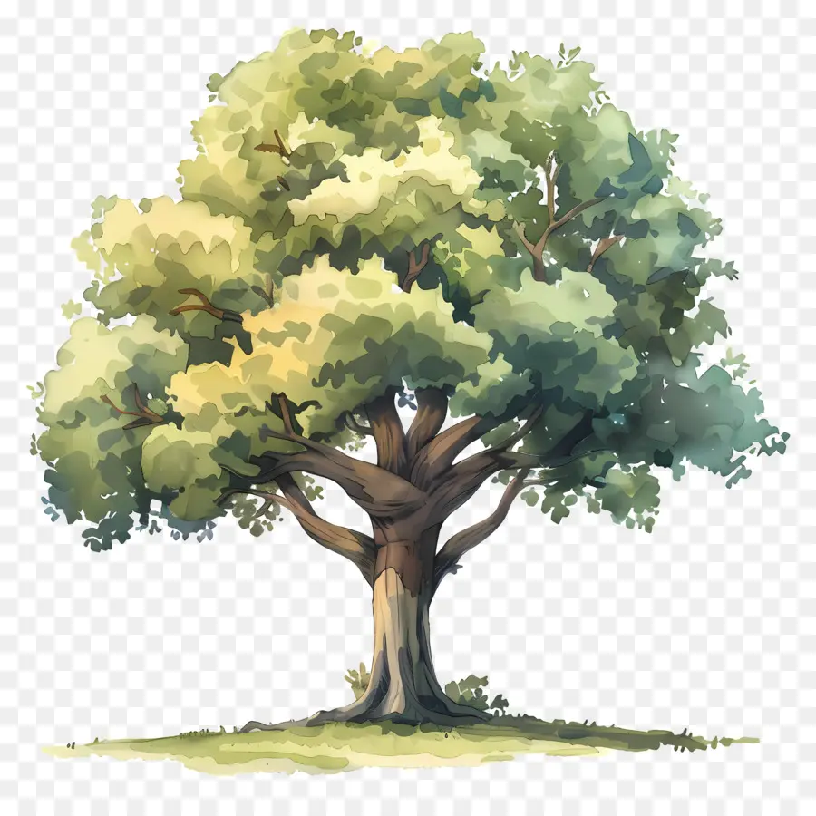 Oak Tree，Дерево PNG