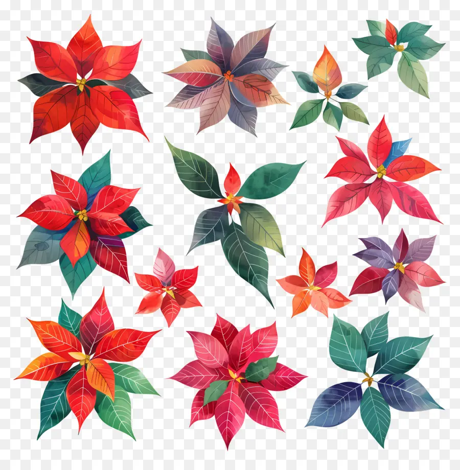 Пуансеттия，праздничные цветы PNG