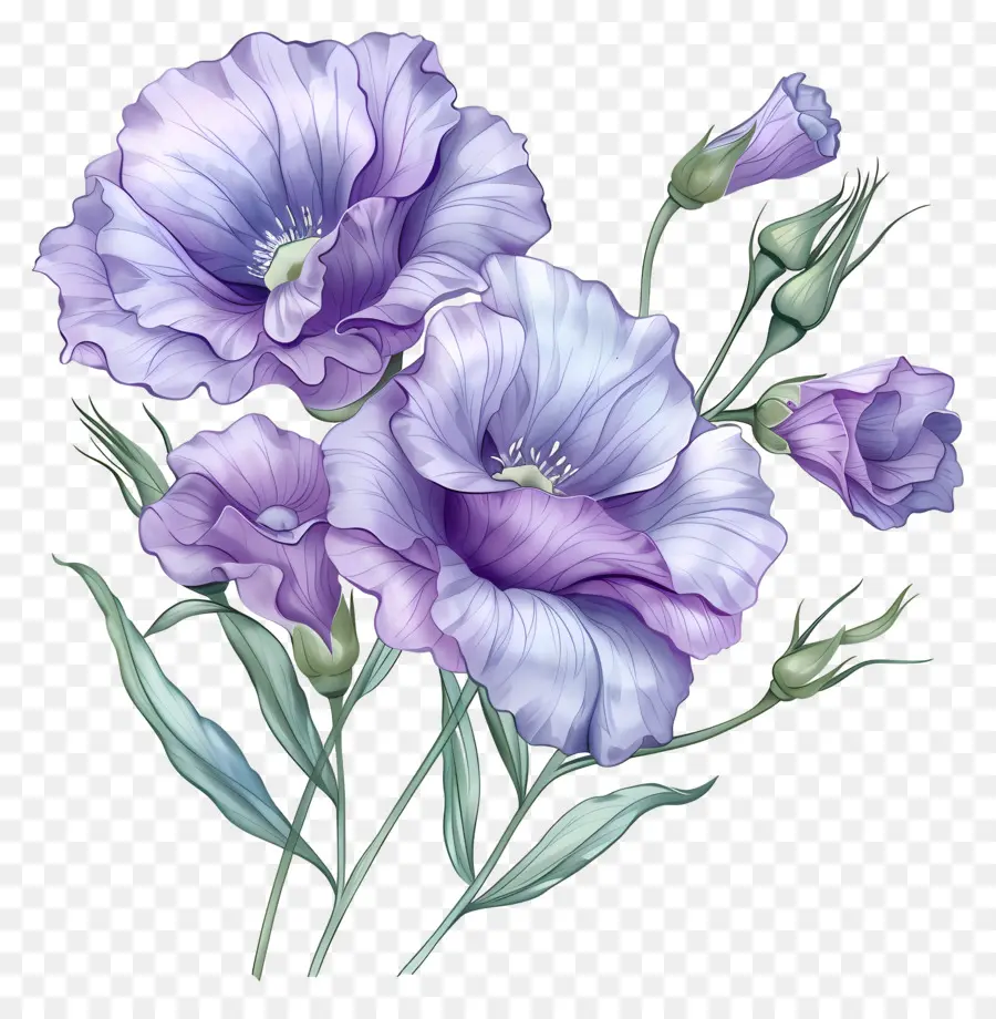 эустома цветок，фиолетовые цветы PNG
