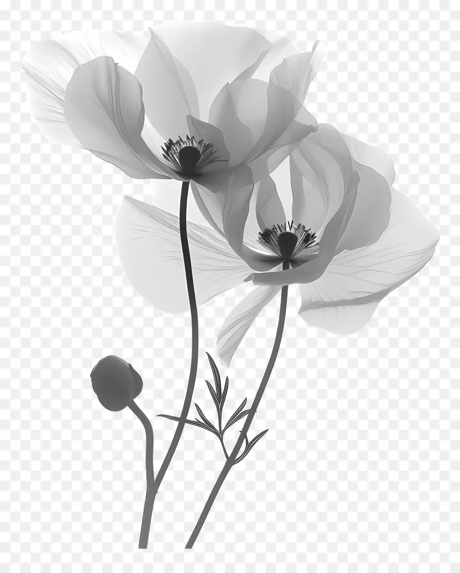 цветок силуэт，Цветы Мака PNG