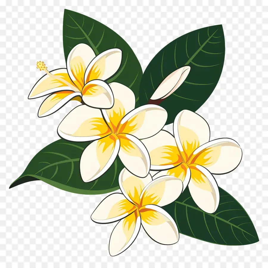 плюмерия，Frangipani Flowers PNG