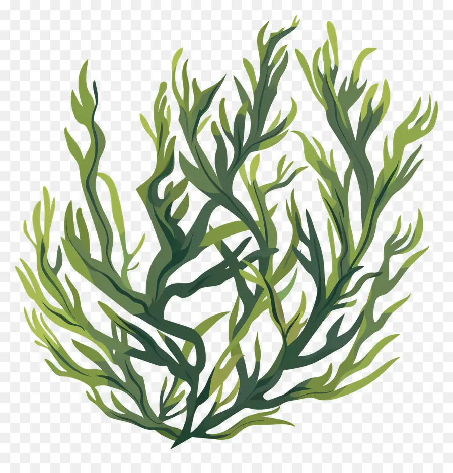 Seaweed，зеленое растение PNG