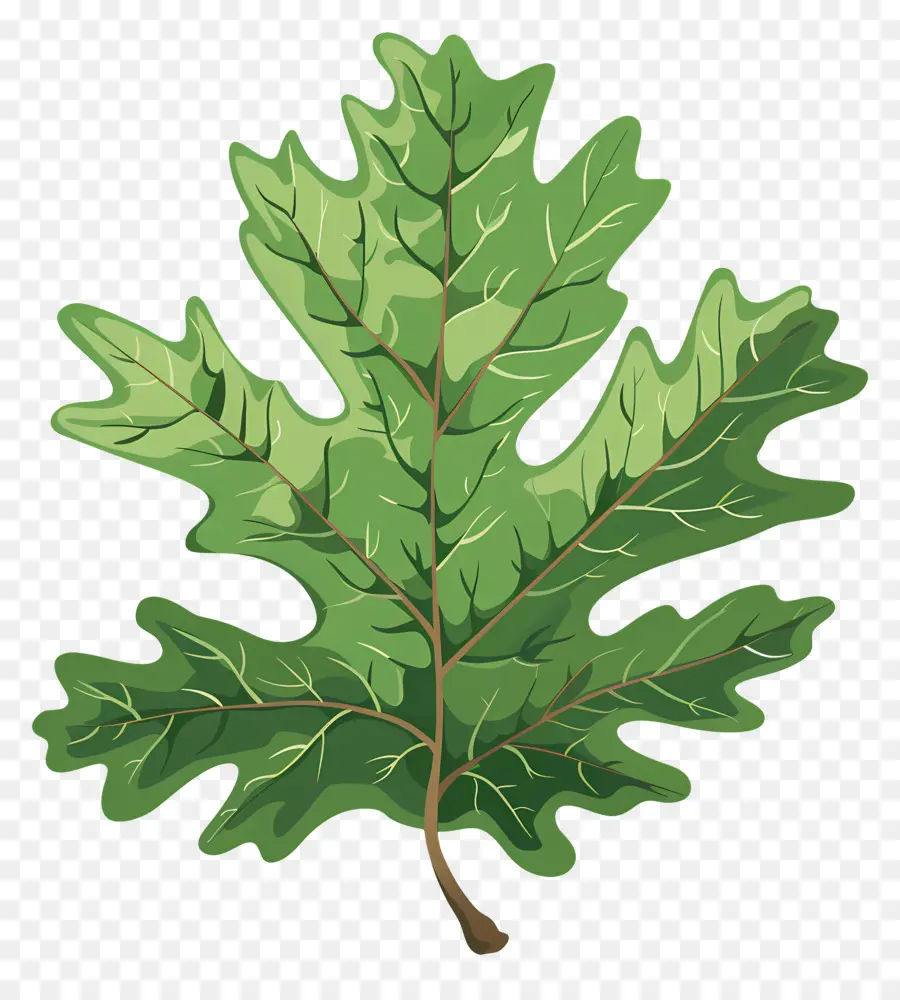 Oak Leaf，Oak Tree PNG