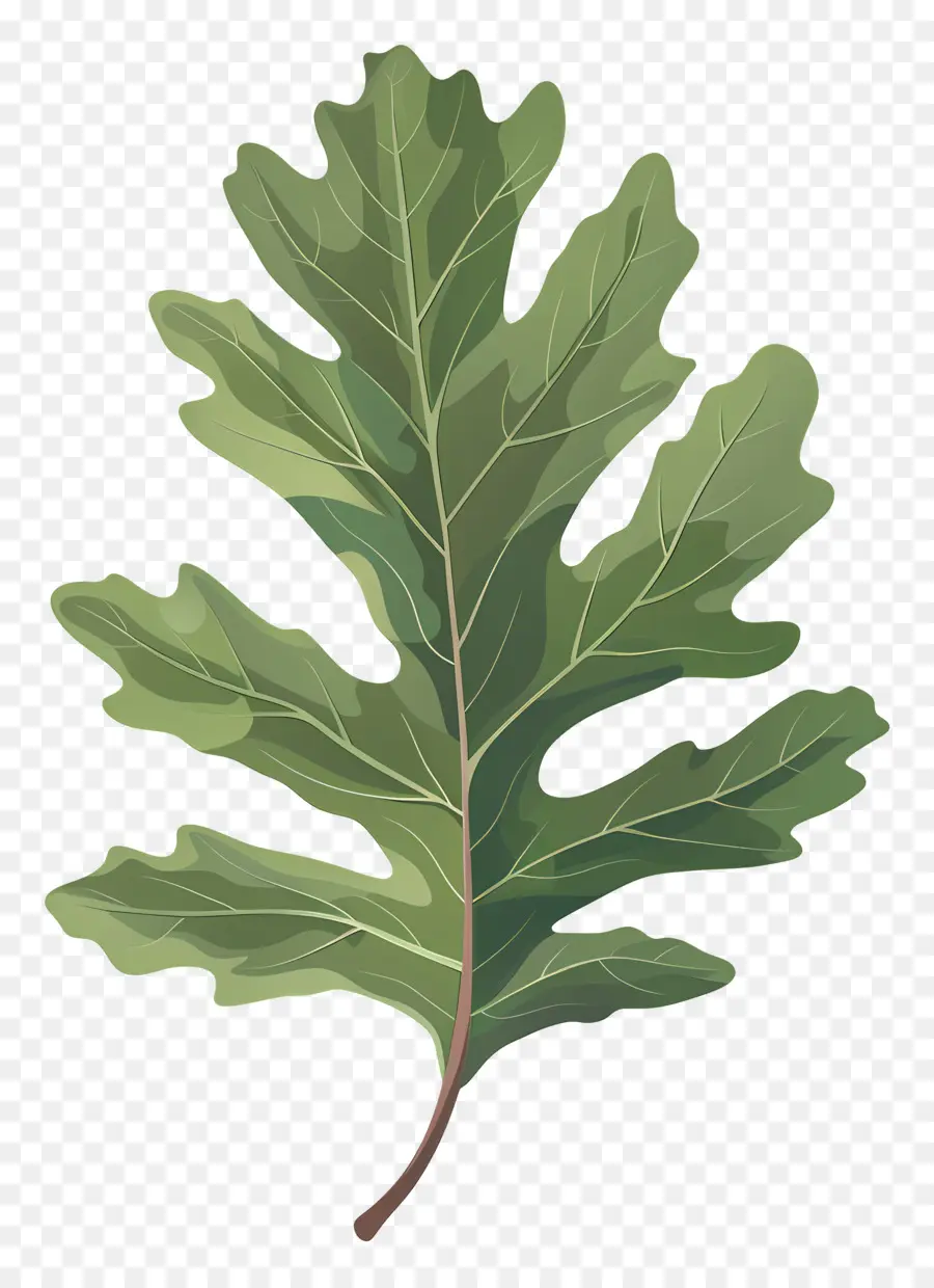 Oak Leaf，зеленый PNG