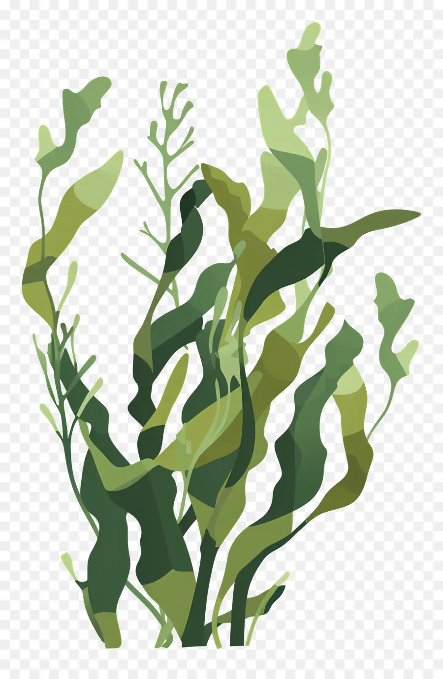 Seaweed，Зеленые морские водоросли PNG