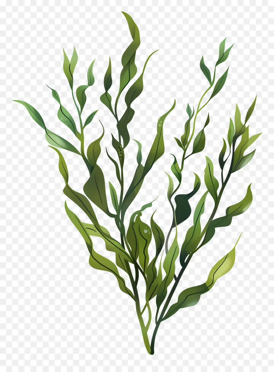 Seaweed，зеленое растение PNG