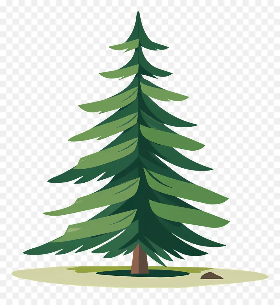 Рождественская елка，Pine Tree PNG