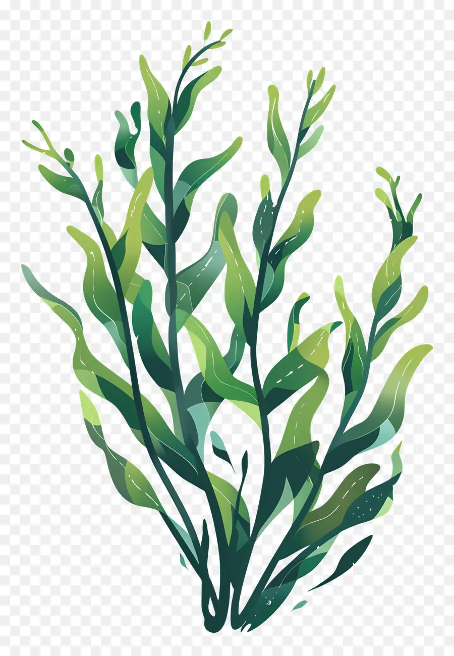 Ламинария，Seaweed PNG