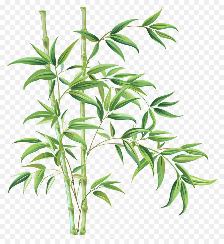 Bamboo，бамбук растение PNG