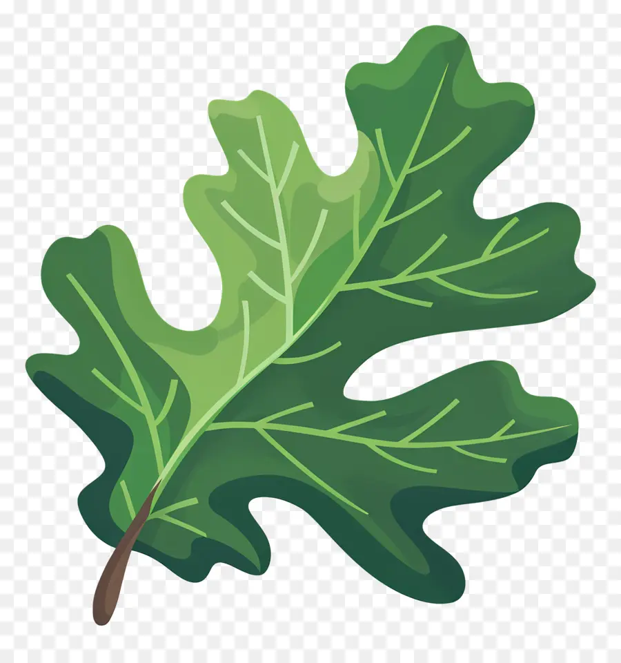 Oak Leaf，Oak Tree PNG