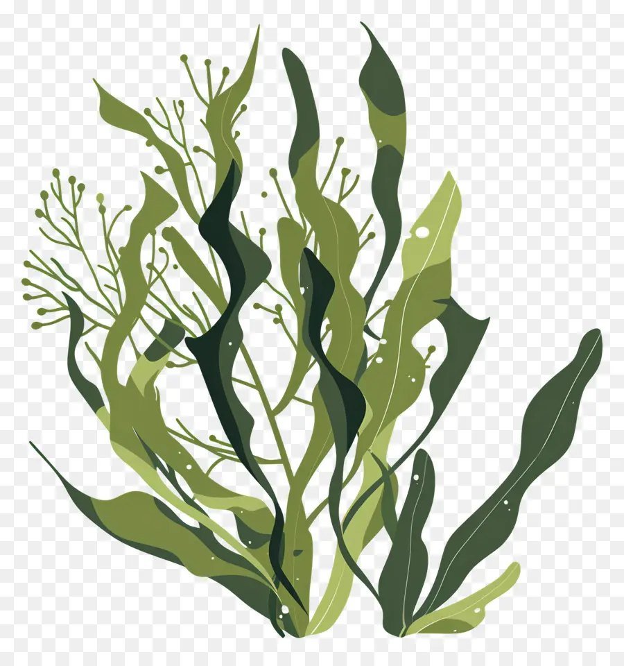 Seaweed，Зеленые морские водоросли PNG