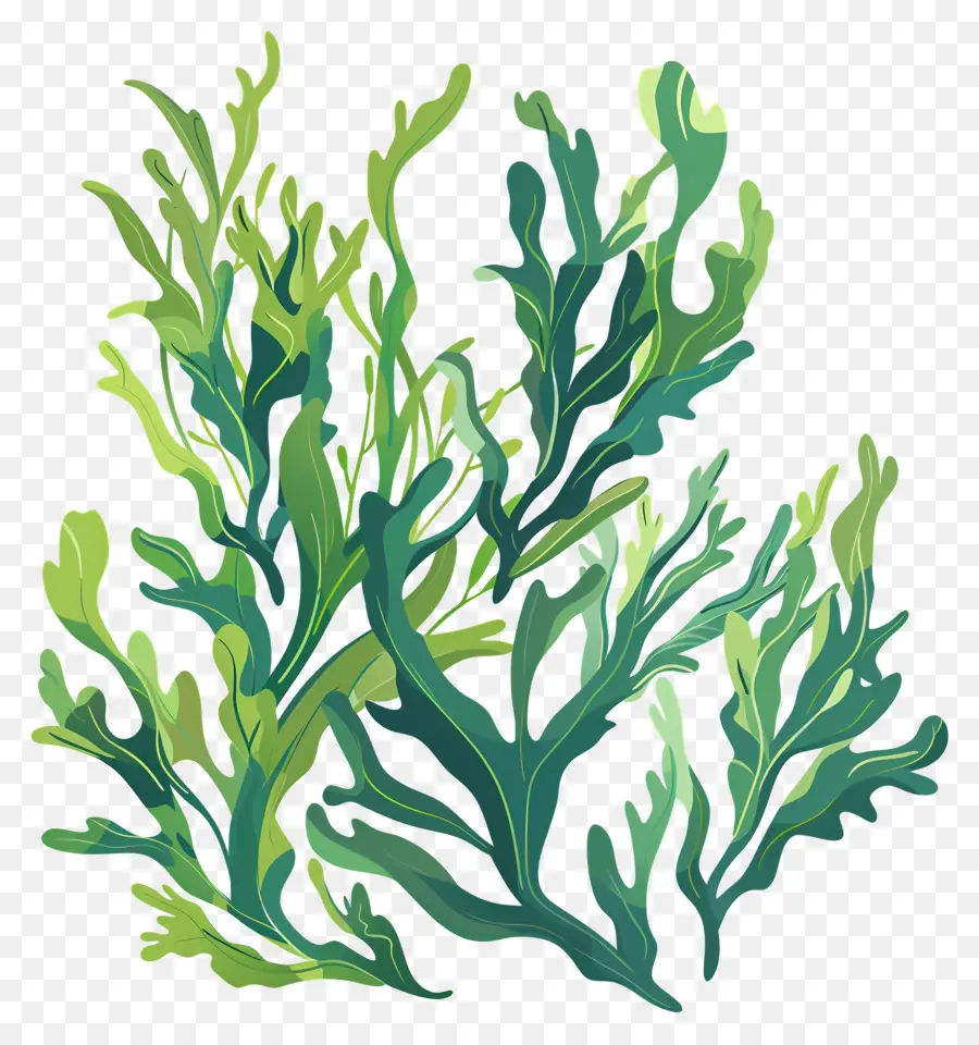 Seaweed，водное растение PNG