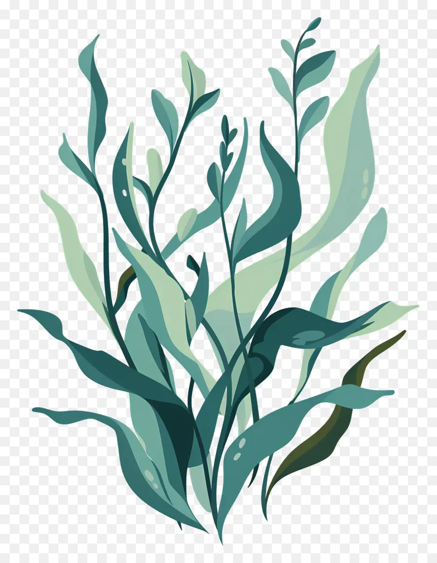 Ламинария，Seaweed PNG