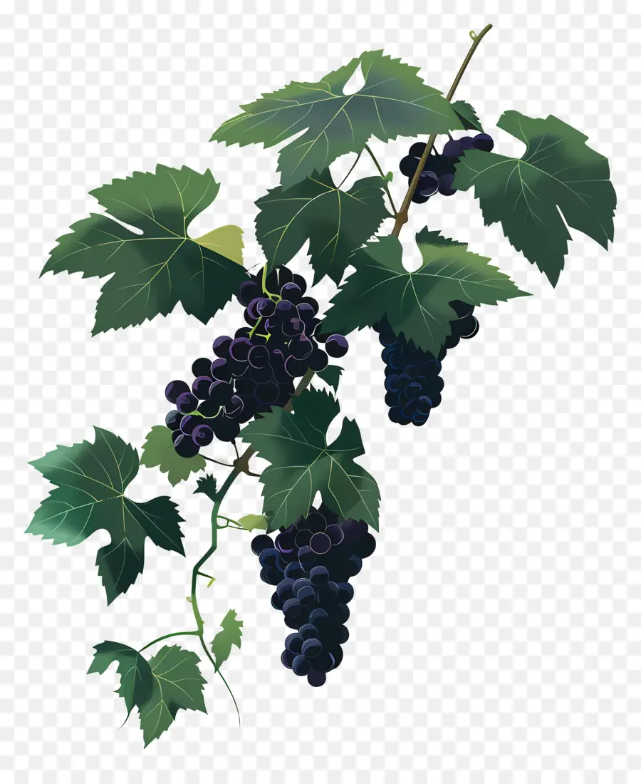 виноградная лоза，Grapes PNG