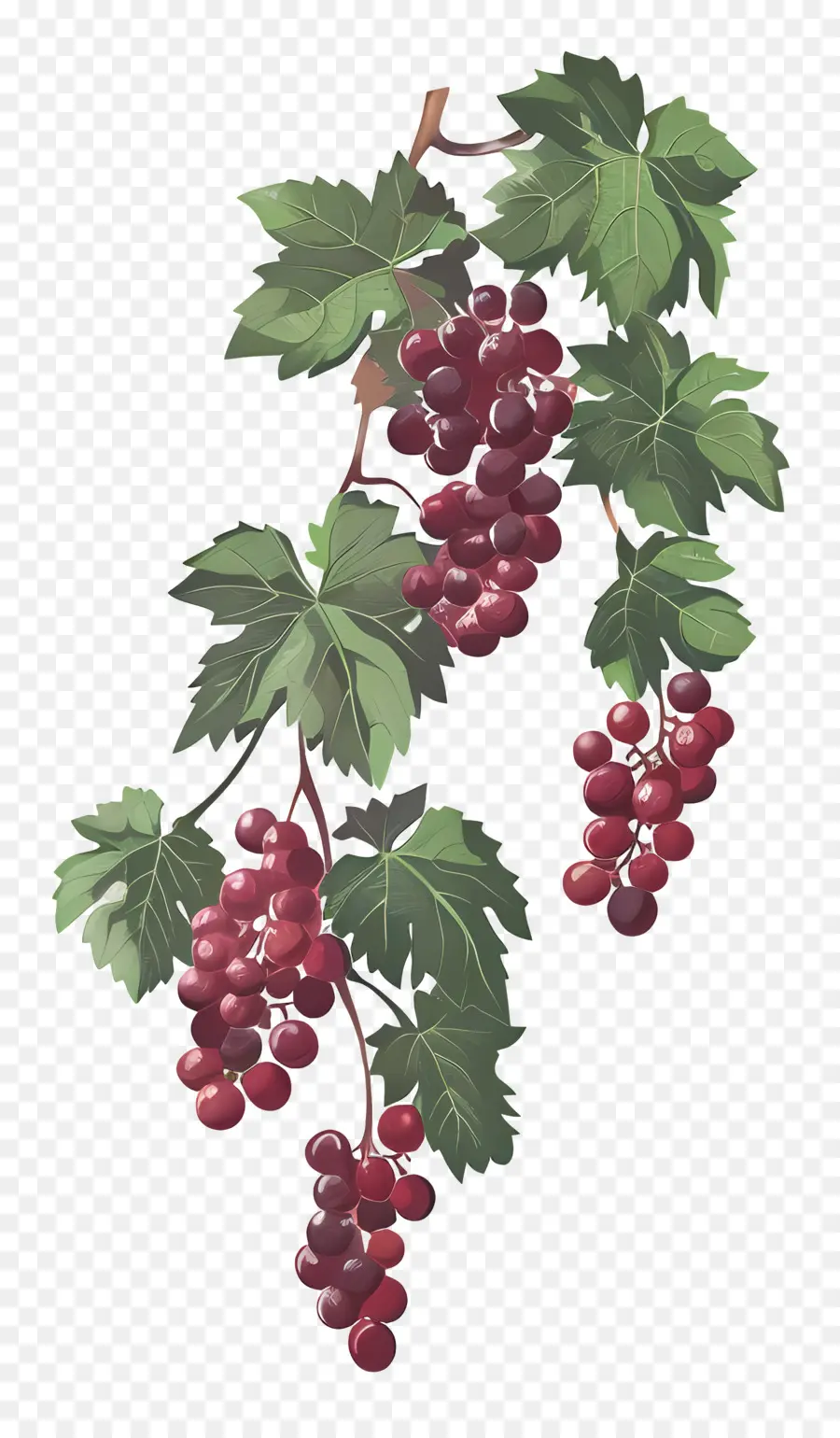 виноградная лоза，Grapes PNG