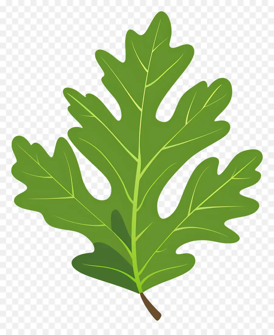 Oak Leaf，зеленый лист PNG