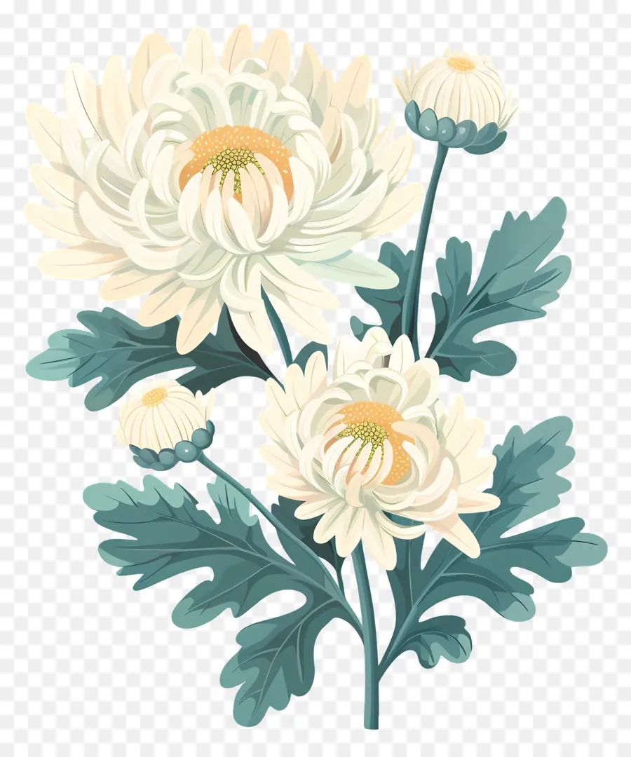 Хризантема，белые цветы PNG
