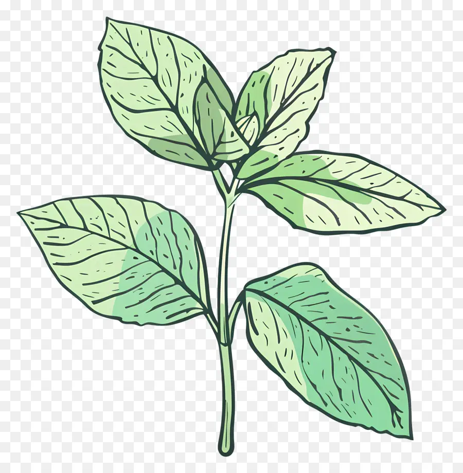 листьев мяты，Зеленое листовое растение PNG