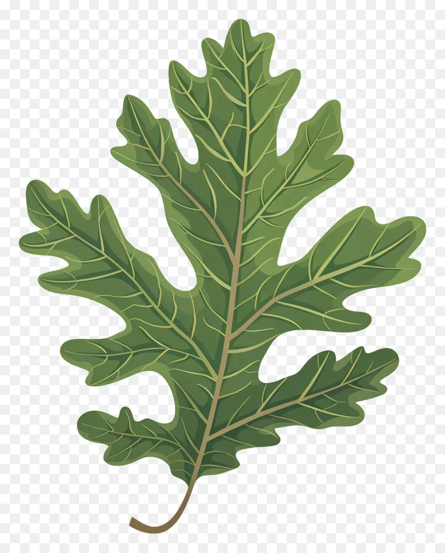 Oak Leaf，темно зеленый PNG