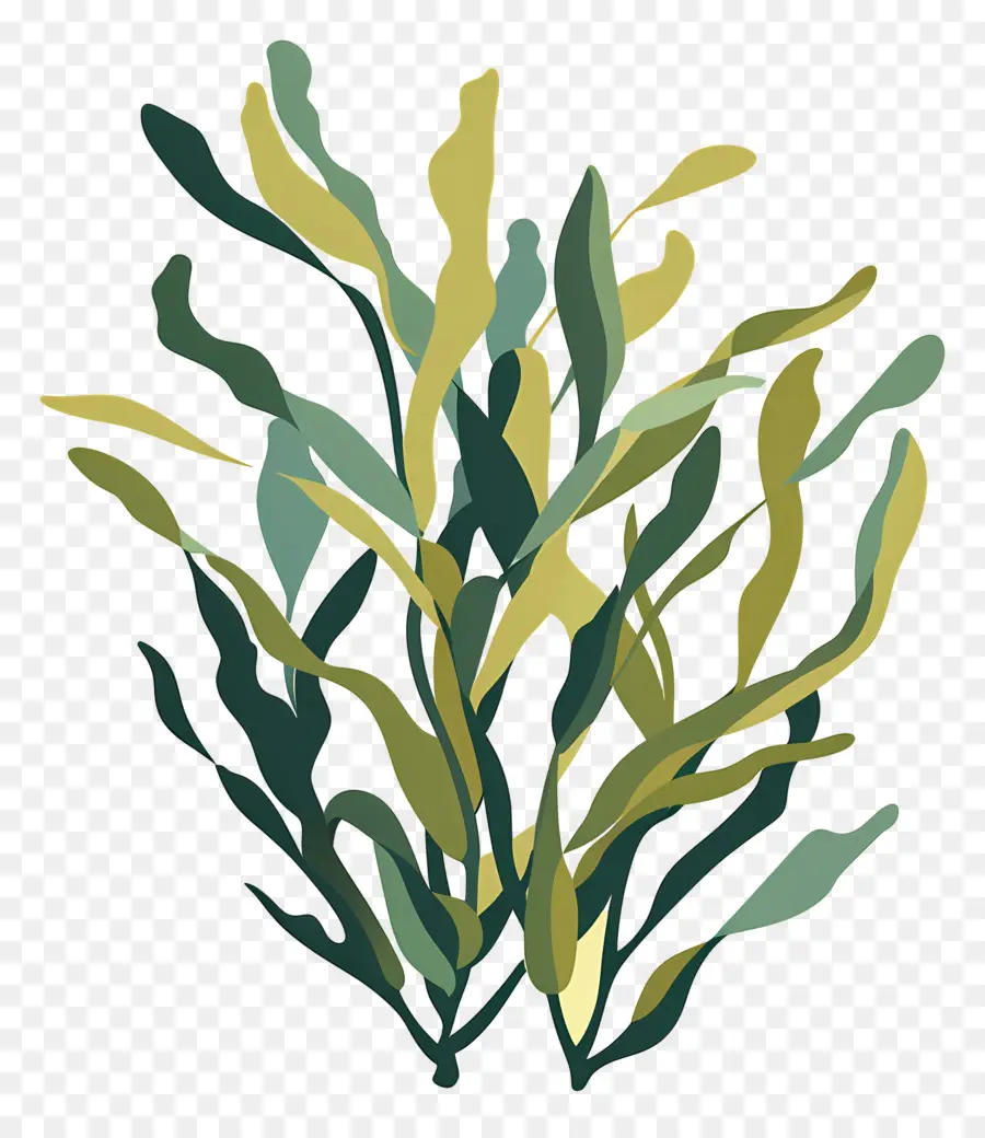 Ламинария，Seaweed PNG