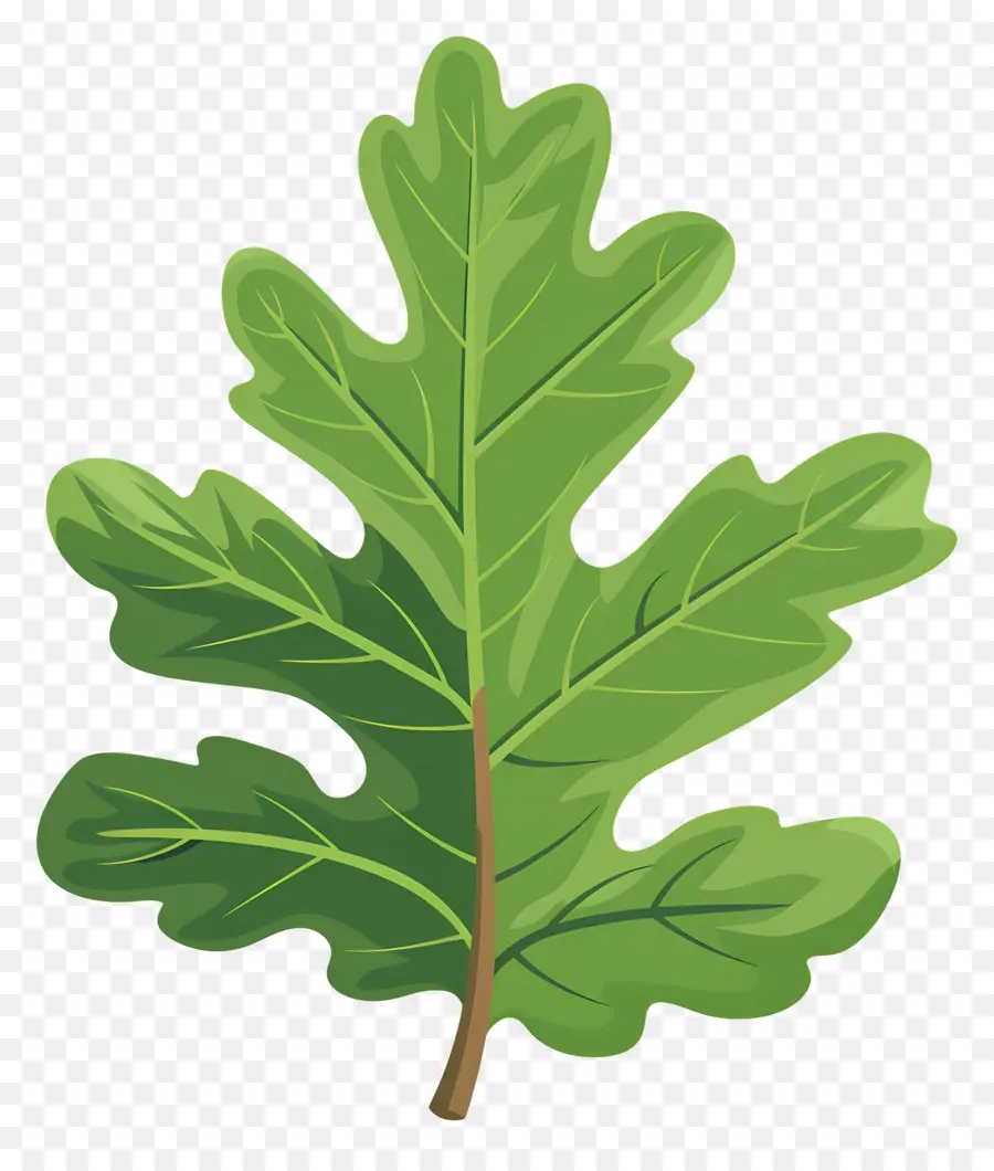 Oak Leaf，Oak Tree PNG