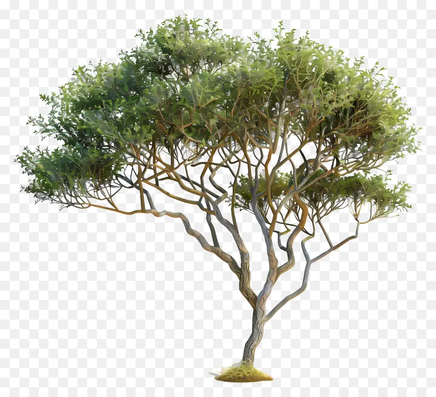 3d Acacia Tree，Дерево PNG