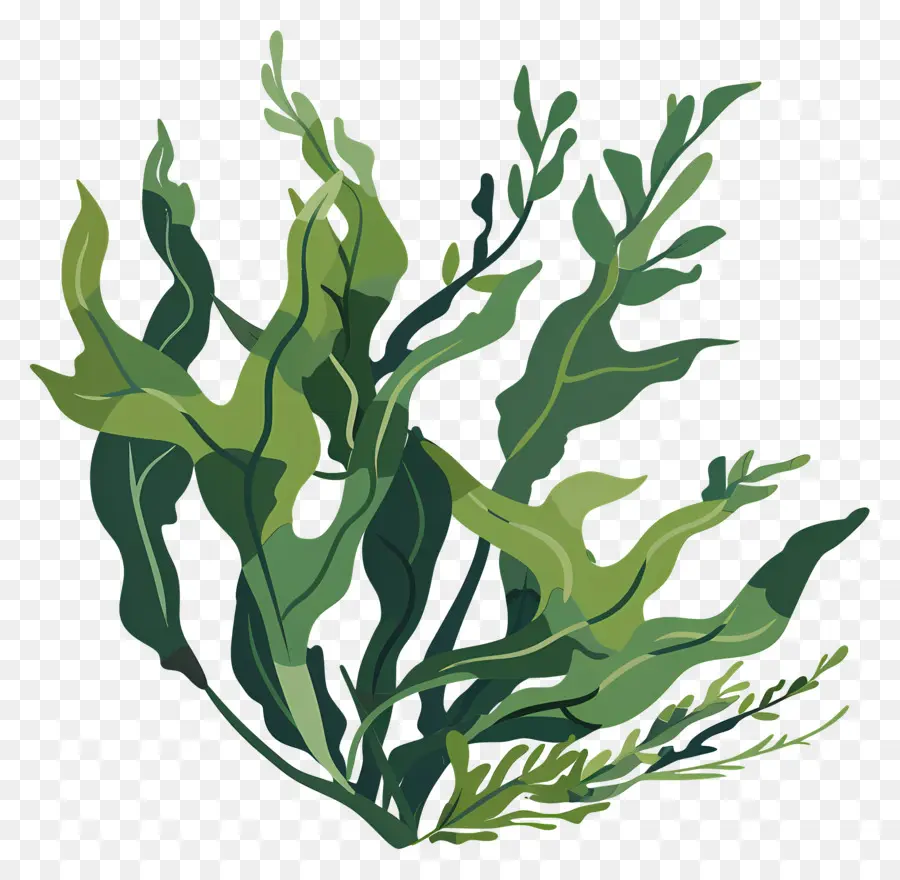 Seaweed，Завод PNG