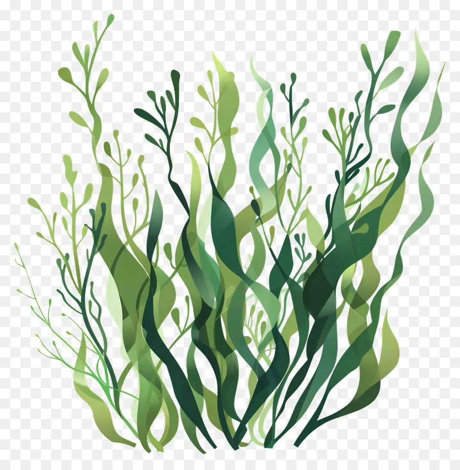 Seaweed，водные растения PNG