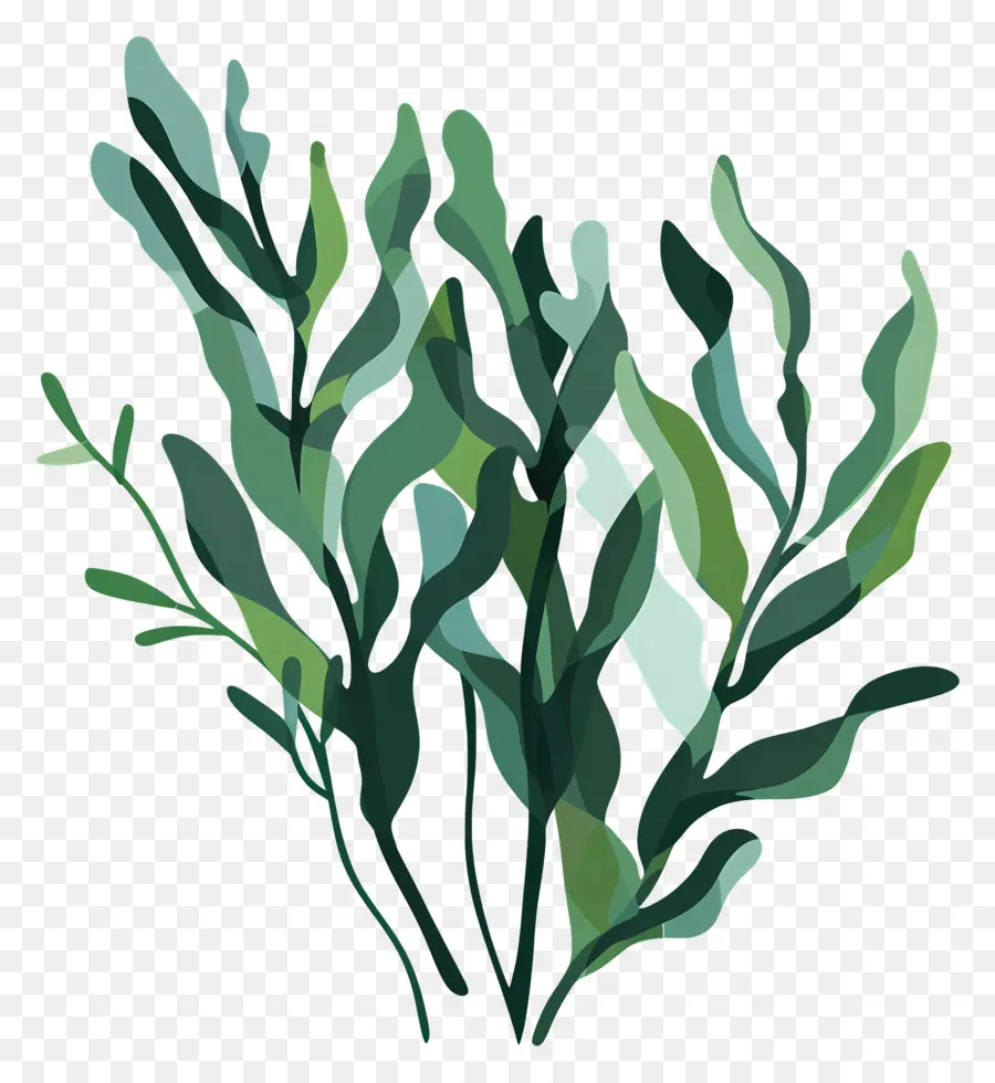 Seaweed，зеленое растение PNG