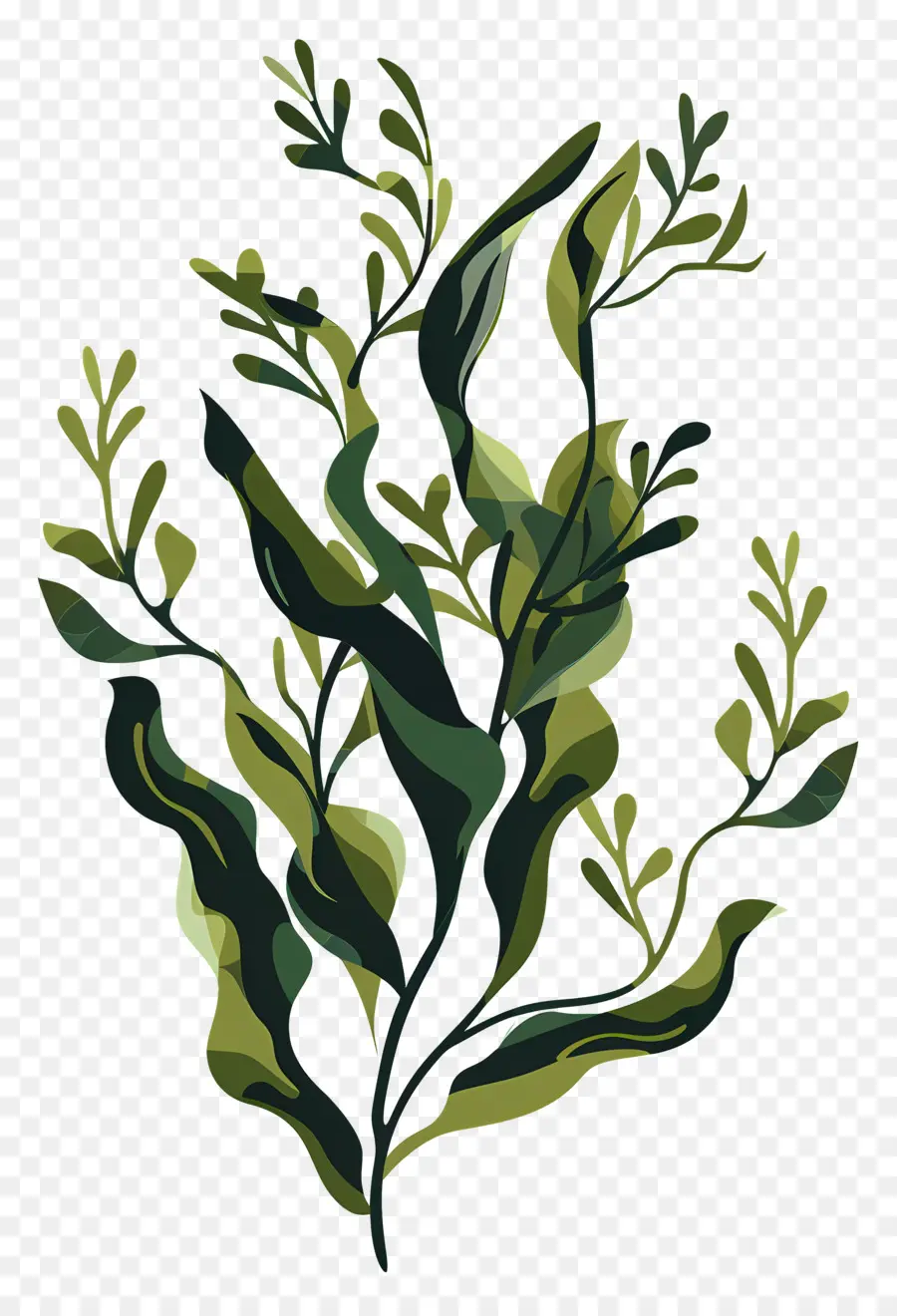 Seaweed，иллюстрации растений  PNG