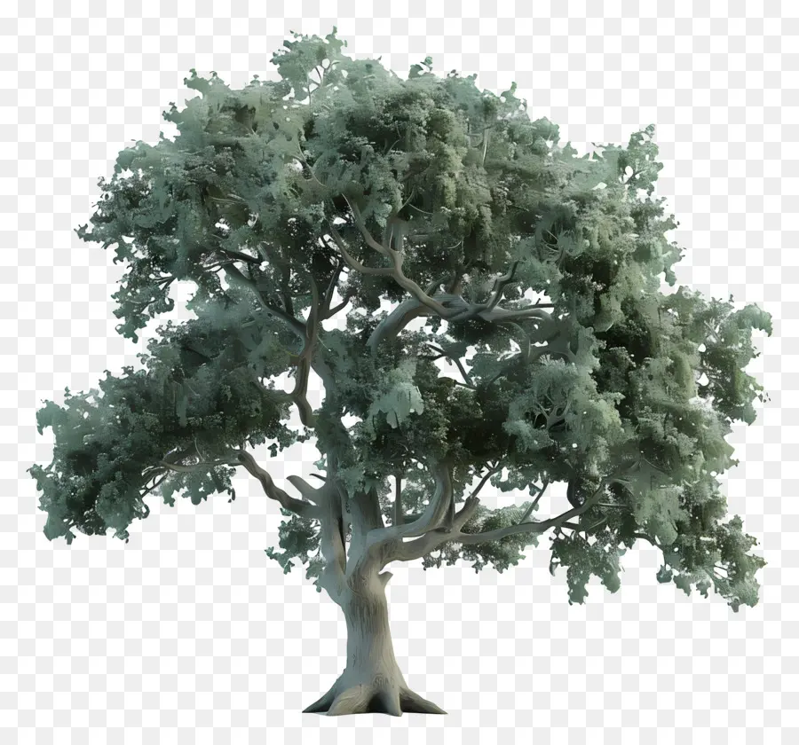 3d дубовое дерево，Oak Tree PNG