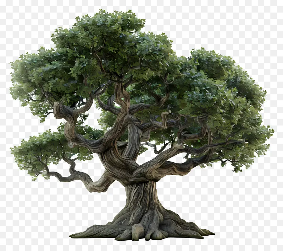 3d дубовый дерево，Oak Tree PNG