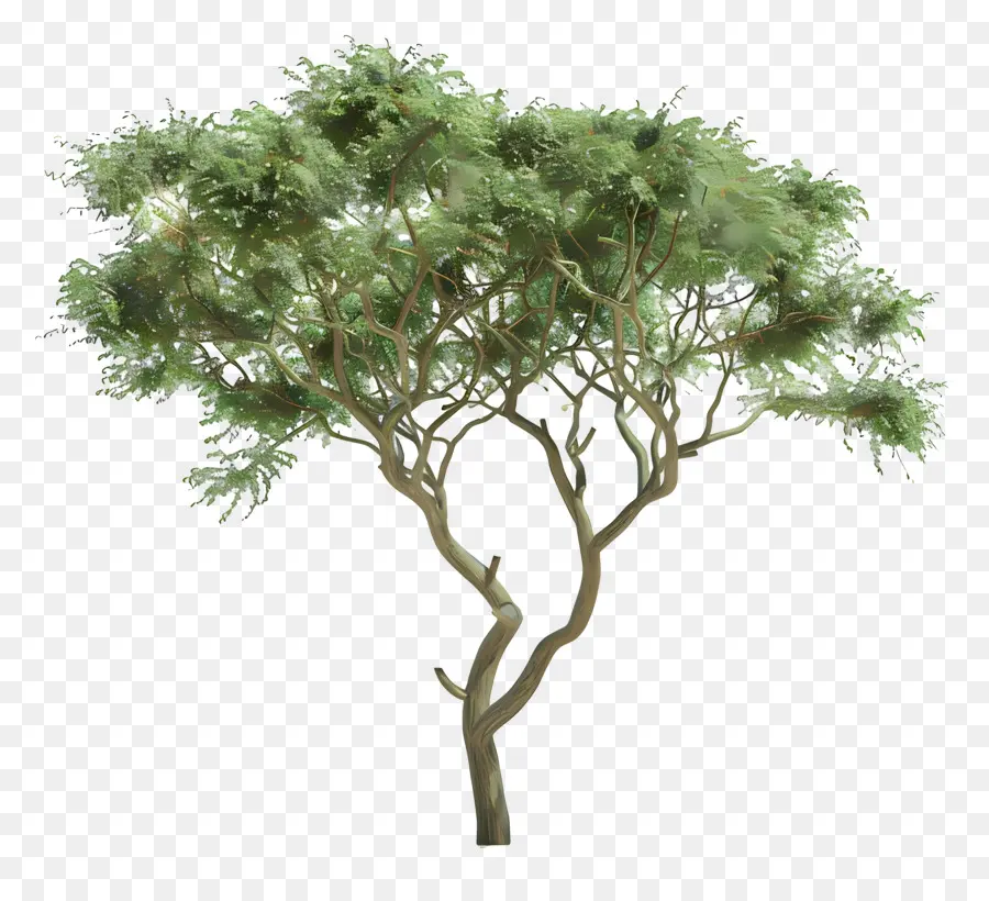 3d Acacia Tree，Дерево PNG