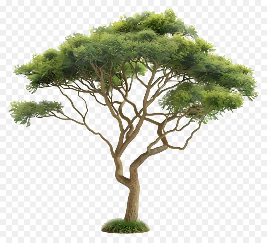 3d Acacia Tree，Джунгл дерево PNG