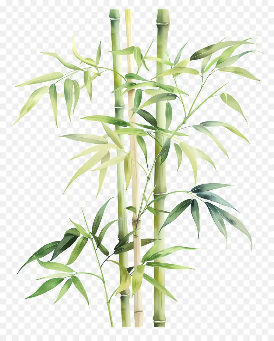 Bamboo，Живопись бамбукового дерева PNG