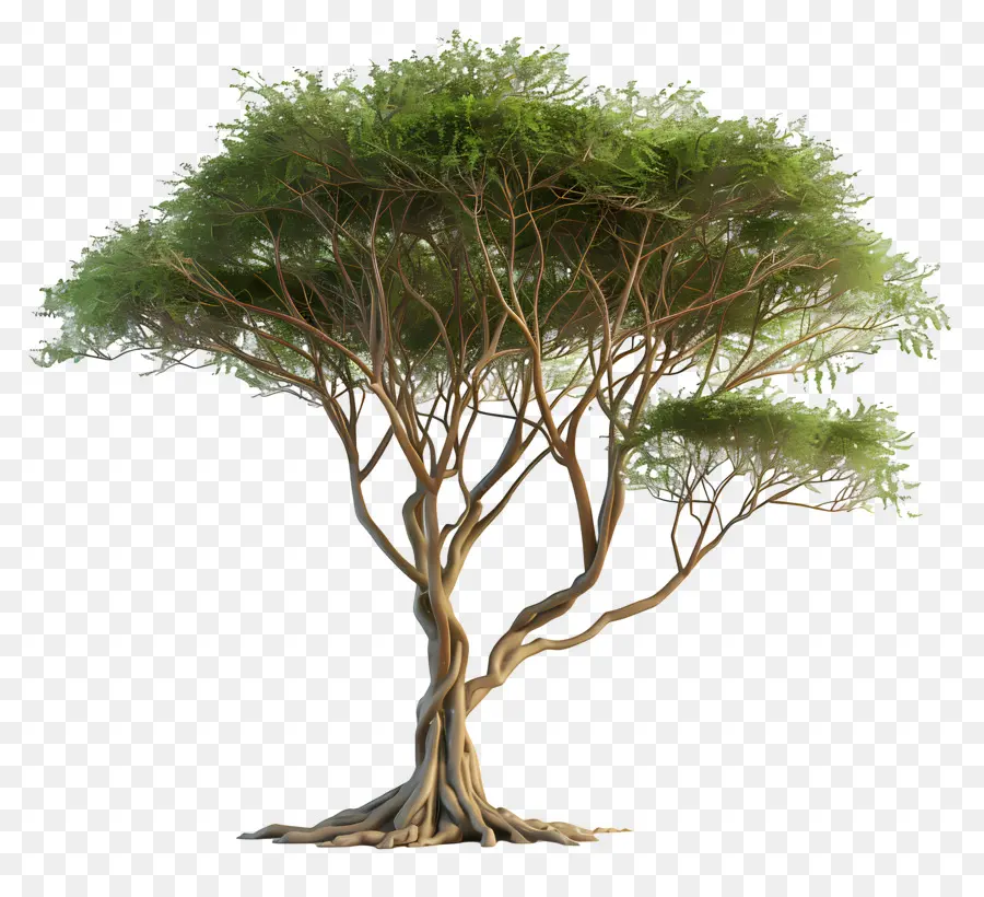 3d Acacia Tree，Дерево PNG