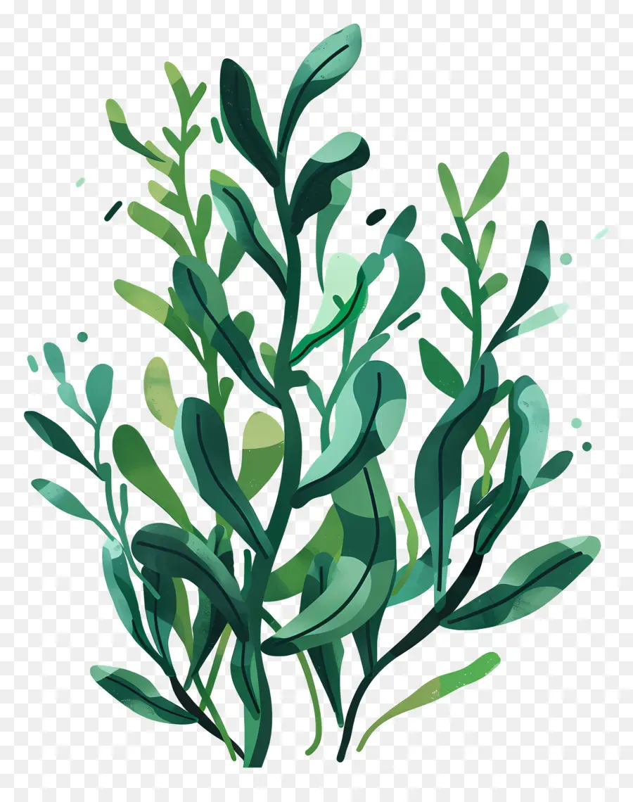 Seaweed，зеленые листья PNG