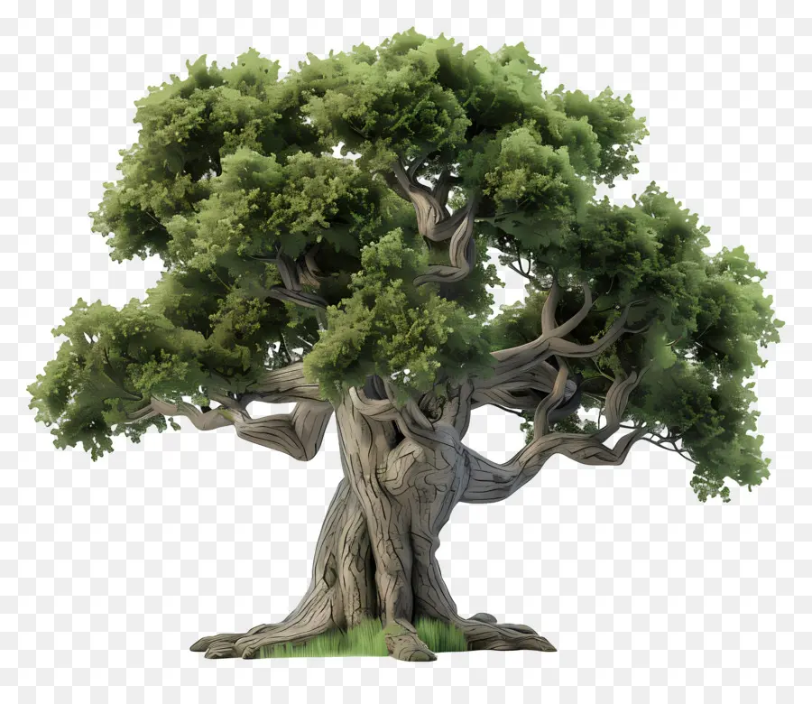 3d дубовое дерево，Oak Tree PNG