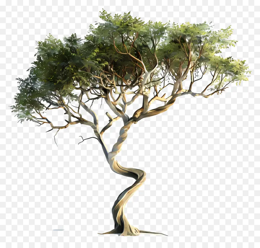 3d Acacia Tree，Дерево PNG