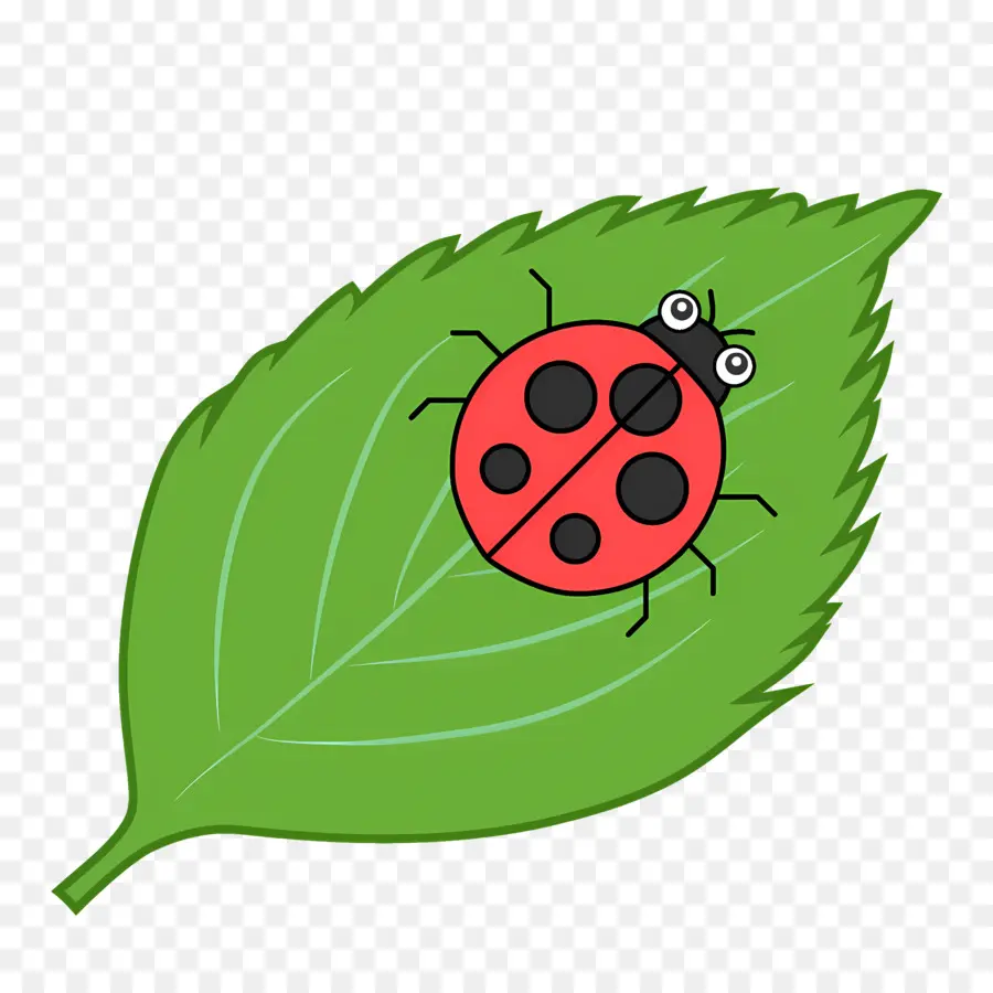 Ladybug，зеленый лист PNG