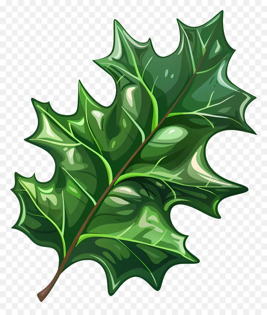 Холли листьев，Oak Leaf PNG